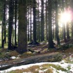 Sun in the forest Sun in the forest