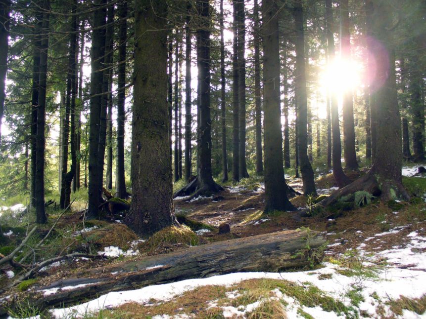 Free photo: Sun in the forest