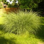 Long grass