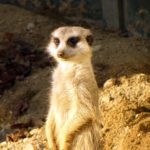 Standing meerkat