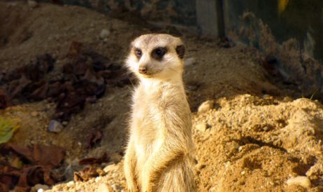 Standing meerkat Standing meerkat