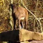 Mountain goat Mountain goat