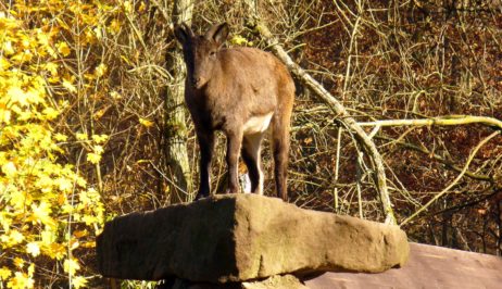 Mountain goat Mountain goat