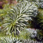 Tree needles in detail