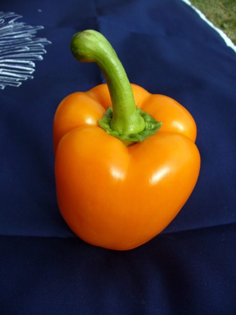 Orange pepper Orange pepper