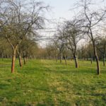 Tree orchard Tree orchard
