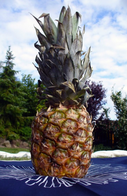 Free photo: Pineapple