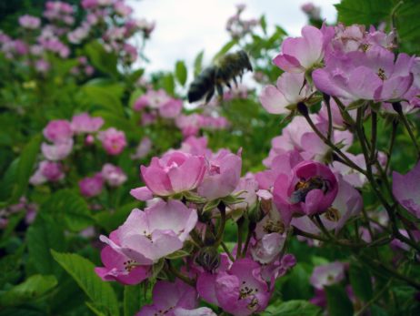 Blossoms and Bee Blossoms and Bee