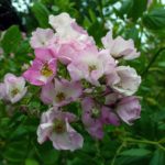 Pink Flowers Pink flowers