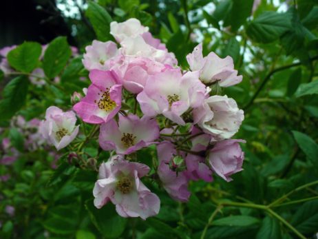 Pink Flowers Pink Flowers