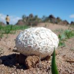 White Puffball White Puffball