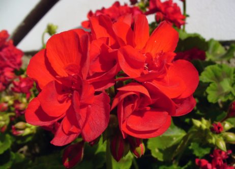 Red flower Red flower