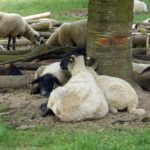 Sheeps resting under a tree. Resting Sheeps