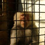 Sad Monkey