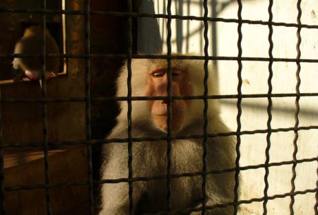 Sad monkey behind bars Sad monkey behind bars