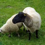 Two Sheeps Two Sheeps