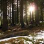 Road in the Forest | Copyright-free photo (by M. Vorel) | LibreShot