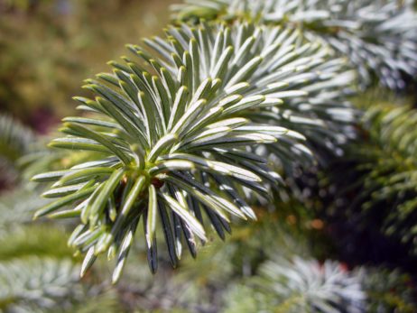 Tree Needles Tree Needles