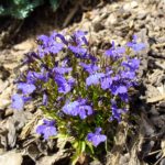 Violet Blossom Violet Blossom