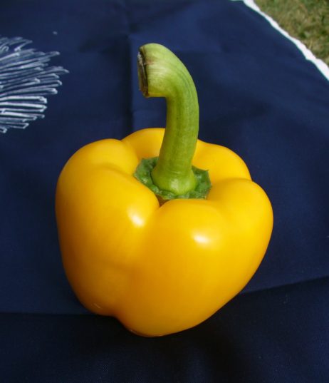 Yellow Paprika Yellow Paprika