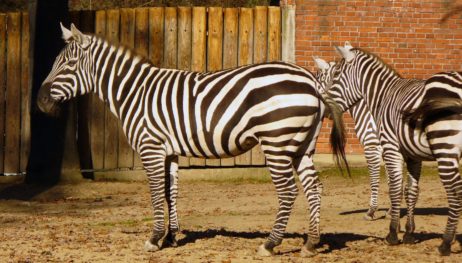 Zebras in Zoo Zebras in Zoo