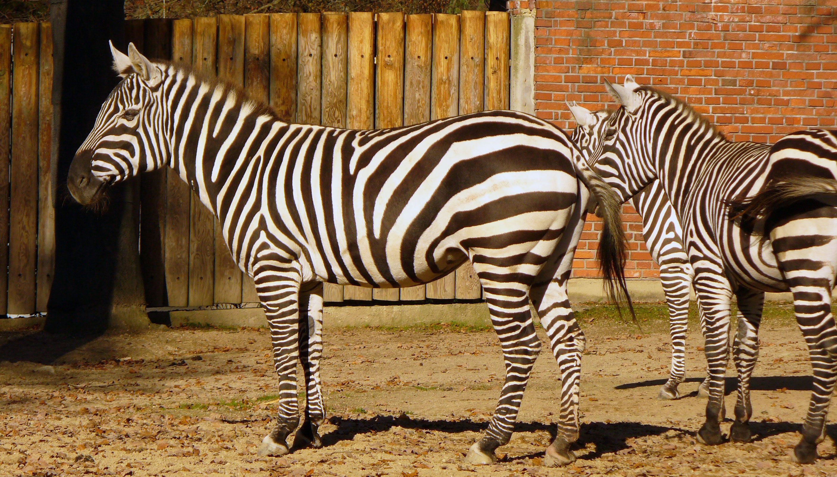 Free Image Zebras In Zoo Libreshot Free Stock Photos