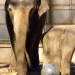 Elephant in ZOO