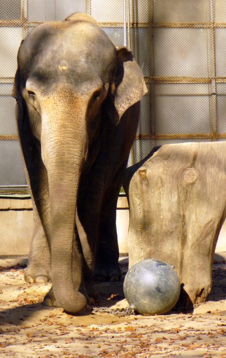 Elephant in ZOO Elephant in ZOO