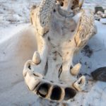 Animal Skull