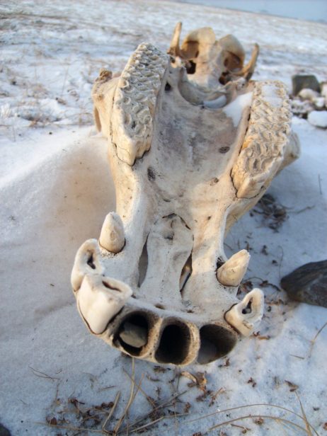 Animal Skull Animal Skull