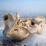 Animal skull in the snow