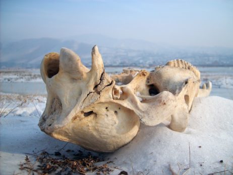 Animal Skull in the Snow Animal Skull in the Snow