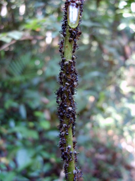 Ants in the Rainforest Ants in the Rainforest