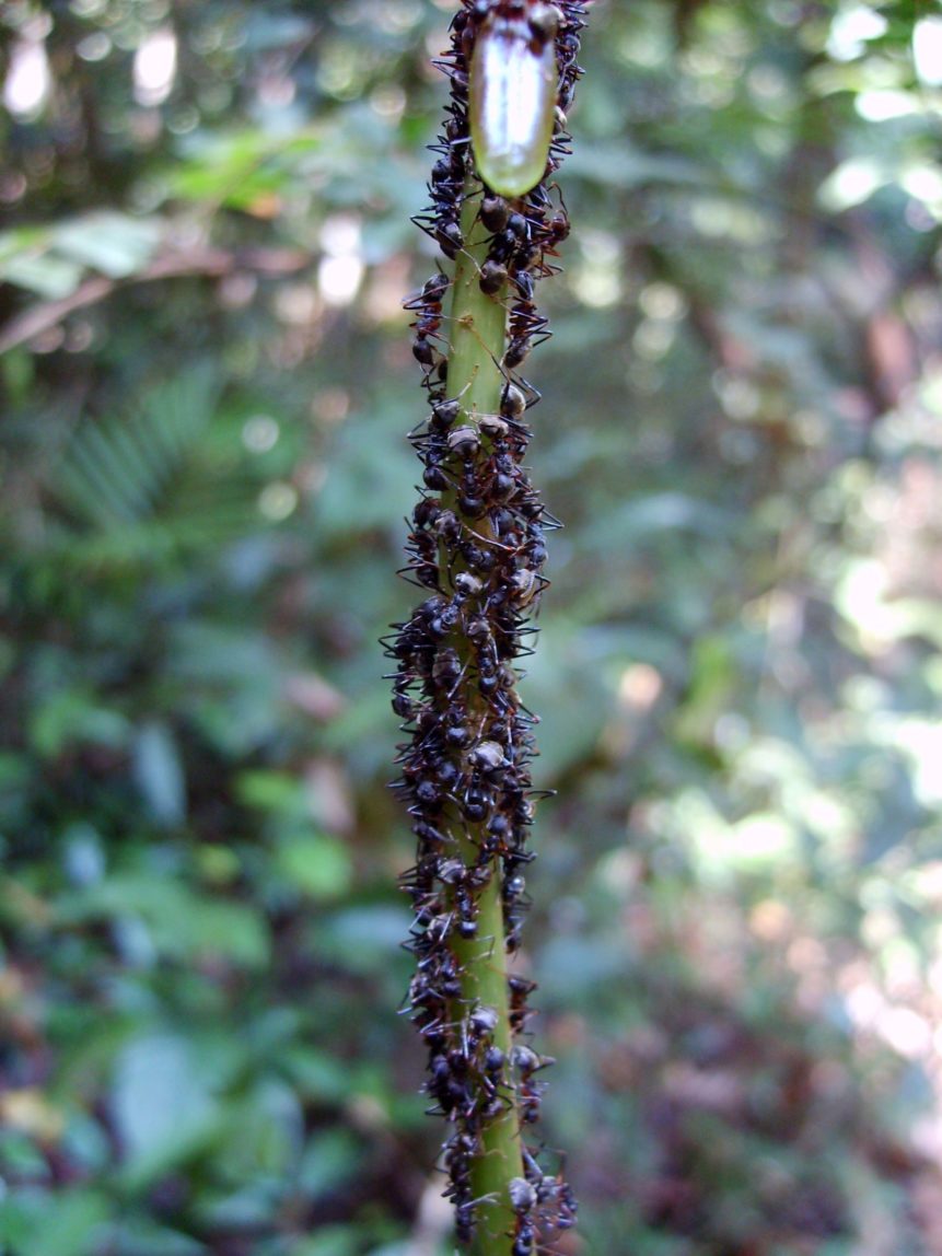 Free photo: Ants in the Rainforest