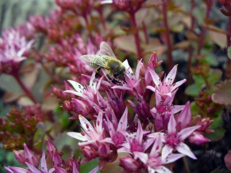 Bee on the Blossom Bee on the Blossom