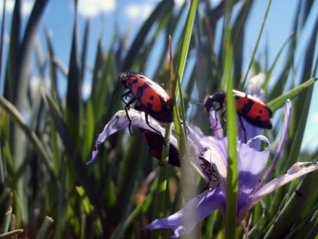Mylabris Mongolica Mylabris Mongolica