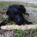 Big Dog With Branch
