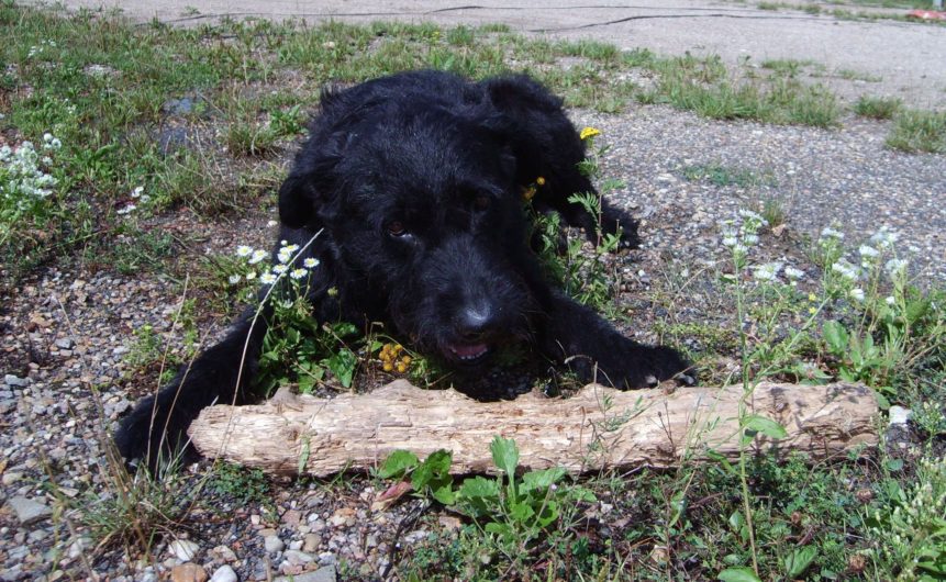 Free photo: Big Dog With Branch