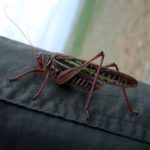 Big Grasshopper Big Grasshopper