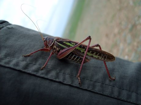 Big Grasshopper Big Grasshopper