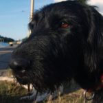 Black Dog Face Black Dog Face