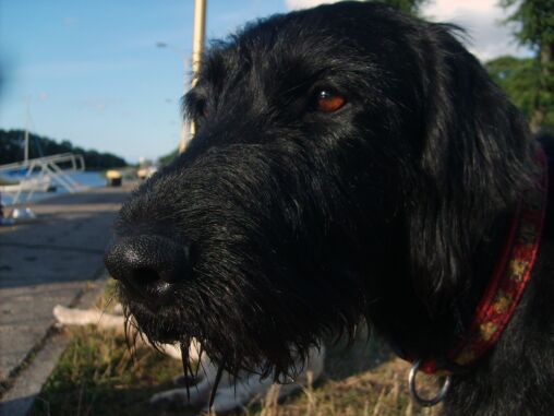 Black Dog Face