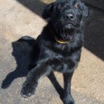 Black Dog Gives Paw Black Dog Gives Paw