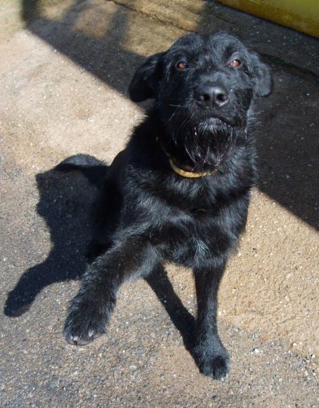 Black Dog Gives Paw Black Dog Gives Paw