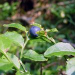 Blueberry