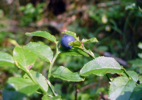 Blueberry Blueberry