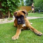 Boxer Puppy