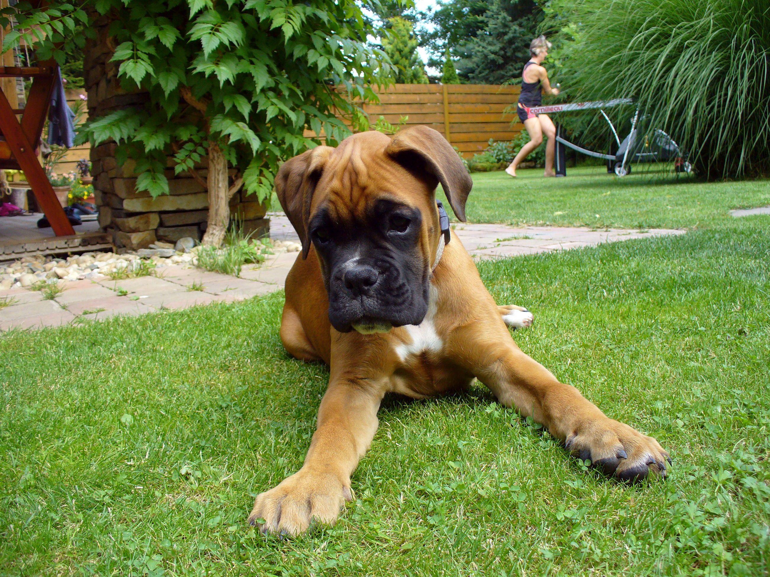 Transitivity allows children to understand that this boxer puppy, is a dog and a mammal.^[[Image](https://libreshot.com/boxer-puppy/) by [Martin Vorel](https://libreshot.com/about-libreshot/) is in the public domain]