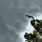 Flying Seagull Flying Seagull