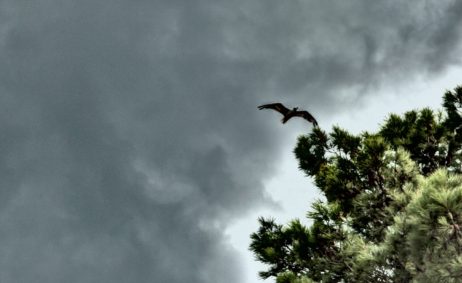 Flying Seagull Flying Seagull